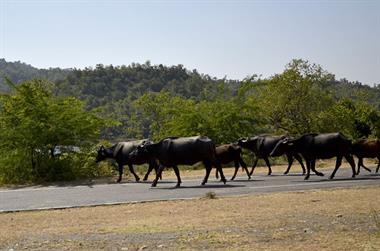 01 PKW-Reise_Mount_Abu-Udaipur_DSC4192_b_H600